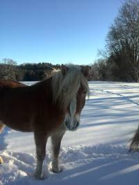 Pferdeweide im Winter